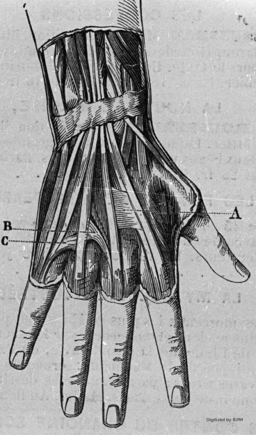 Anatomie de la main.